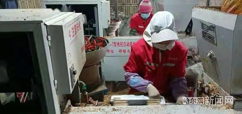 拌料 裝袋 滅菌 接菌 方正林區食用菌生產搶早春